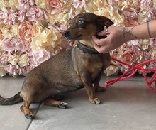 DOREEN, Hund, Mischlingshund in Ungarn - Bild 1