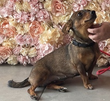 DOREEN, Hund, Mischlingshund in Ungarn - Bild 2