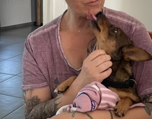 DOREEN, Hund, Mischlingshund in Ungarn - Bild 3