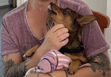 DOREEN, Hund, Mischlingshund in Ungarn - Bild 5