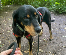 JAQUELINE, Hund, Mischlingshund in Hamburg - Bild 1