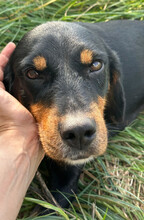 JAQUELINE, Hund, Mischlingshund in Hamburg - Bild 2