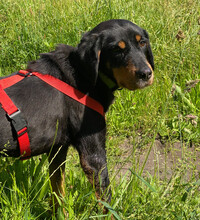 JAQUELINE, Hund, Mischlingshund in Hamburg - Bild 3