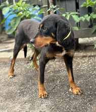 JAQUELINE, Hund, Mischlingshund in Hamburg - Bild 4