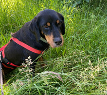 JAQUELINE, Hund, Mischlingshund in Hamburg - Bild 5