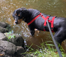 JAQUELINE, Hund, Mischlingshund in Hamburg - Bild 6