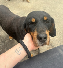 JAQUELINE, Hund, Mischlingshund in Hamburg - Bild 7
