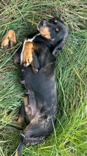 JAQUELINE, Hund, Mischlingshund in Hamburg - Bild 8