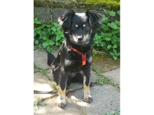 SADI, Hund, Mischlingshund in Löhnberg - Bild 1