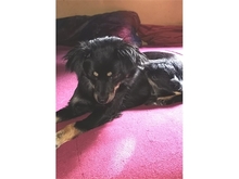SADI, Hund, Mischlingshund in Löhnberg - Bild 10
