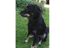 SADI, Hund, Mischlingshund in Löhnberg - Bild 11