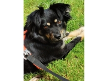 SADI, Hund, Mischlingshund in Löhnberg - Bild 2
