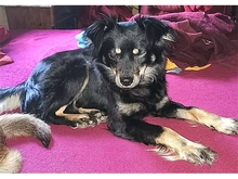 SADI, Hund, Mischlingshund in Löhnberg - Bild 3