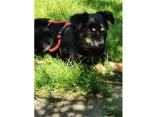 SADI, Hund, Mischlingshund in Löhnberg - Bild 4
