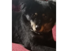 SADI, Hund, Mischlingshund in Löhnberg - Bild 5