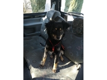 SADI, Hund, Mischlingshund in Löhnberg - Bild 6