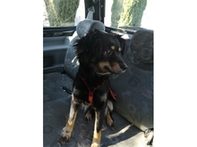 SADI, Hund, Mischlingshund in Löhnberg - Bild 7