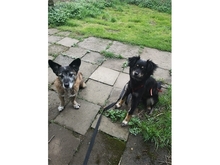 SADI, Hund, Mischlingshund in Löhnberg - Bild 8