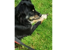 SADI, Hund, Mischlingshund in Löhnberg - Bild 9