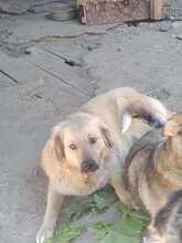 LISA, Hund, Herdenschutzhund-Mix in Rumänien - Bild 10