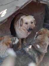 LISA, Hund, Herdenschutzhund-Mix in Rumänien - Bild 4