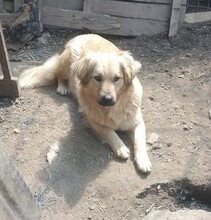 LISA, Hund, Mischling, evtl. Herdenschutzhundmix in Rumänien - Bild 1