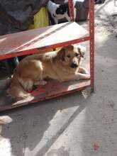 LISA, Hund, Mischling, evtl. Herdenschutzhundmix in Rumänien - Bild 10
