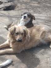 LISA, Hund, Mischling, evtl. Herdenschutzhundmix in Rumänien - Bild 2