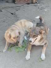 LISA, Hund, Mischling, evtl. Herdenschutzhundmix in Rumänien - Bild 4