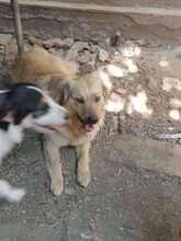 LISA, Hund, Mischling, evtl. Herdenschutzhundmix in Rumänien - Bild 6