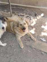 LISA, Hund, Mischling, evtl. Herdenschutzhundmix in Rumänien - Bild 9