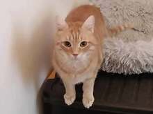VANCHE, Katze, Europäisch Kurzhaar in Bulgarien
