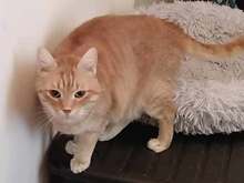 VANCHE, Katze, Europäisch Kurzhaar in Bulgarien - Bild 2