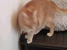 VANCHE, Katze, Europäisch Kurzhaar in Bulgarien - Bild 3