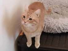 VANCHE, Katze, Europäisch Kurzhaar in Bulgarien - Bild 4