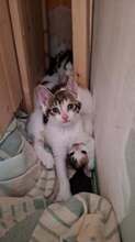 PENNY, Katze, Europäisch Kurzhaar in Wedemark