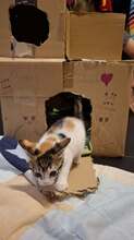 PENNY, Katze, Europäisch Kurzhaar in Wedemark - Bild 2