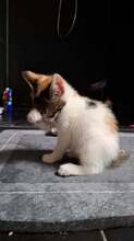 PENNY, Katze, Europäisch Kurzhaar in Wedemark - Bild 3