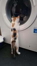 PENNY, Katze, Europäisch Kurzhaar in Wedemark - Bild 4