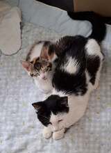 PENNY, Katze, Europäisch Kurzhaar in Wedemark - Bild 5