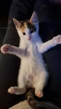 PIPPA, Katze, Europäisch Kurzhaar in Wedemark - Bild 3