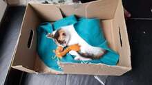 PIPPA, Katze, Europäisch Kurzhaar in Wedemark - Bild 4