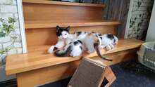 PIPPA, Katze, Europäisch Kurzhaar in Wedemark - Bild 5