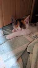 PIPPA, Katze, Europäisch Kurzhaar in Wedemark - Bild 6