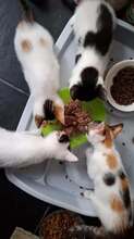 PIPPA, Katze, Europäisch Kurzhaar in Wedemark - Bild 7