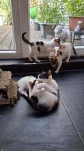 PABLO, Katze, Europäisch Kurzhaar in Wedemark - Bild 2