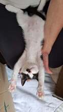 PABLO, Katze, Europäisch Kurzhaar in Wedemark - Bild 4