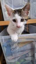 PELLE, Katze, Europäisch Kurzhaar in Wedemark