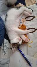 PELLE, Katze, Europäisch Kurzhaar in Wedemark - Bild 5