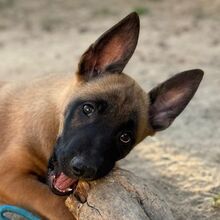 OSO, Hund, Malinois in Spanien - Bild 1